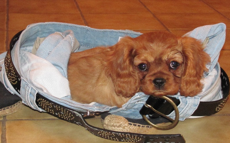 Publication : of the little house in the prairie Auteur : MME GUILLOTIN