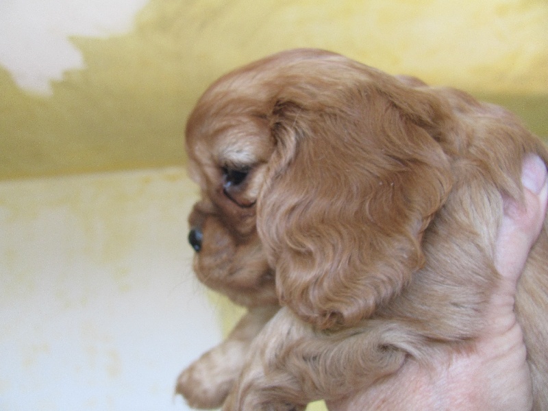 Publication : of the little house in the prairie Auteur : MME GUILLOTIN
