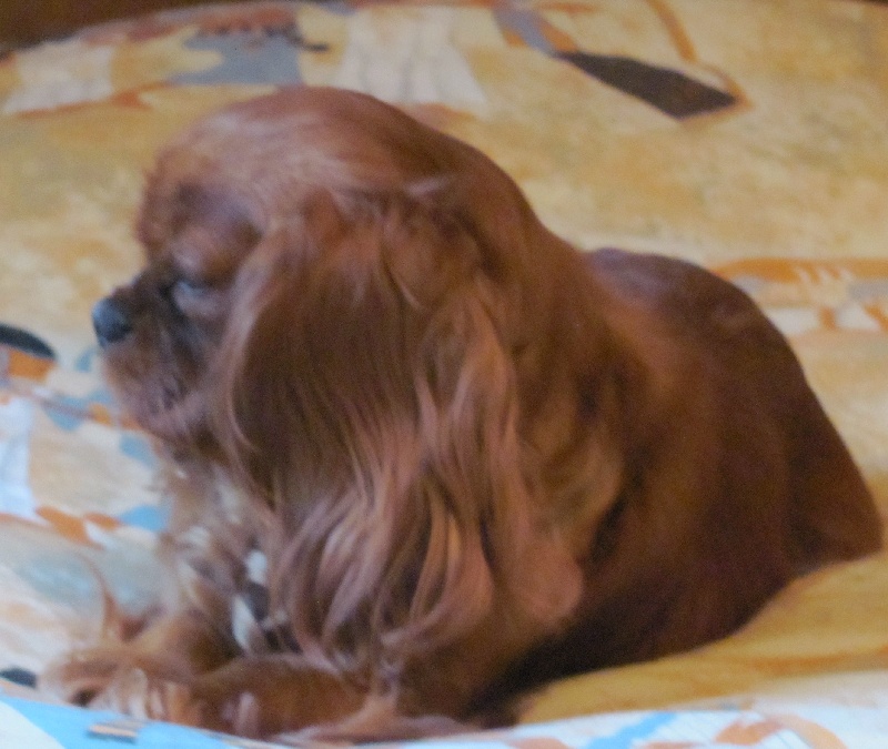 Publication : of the little house in the prairie Auteur : MME GUILLOTIN