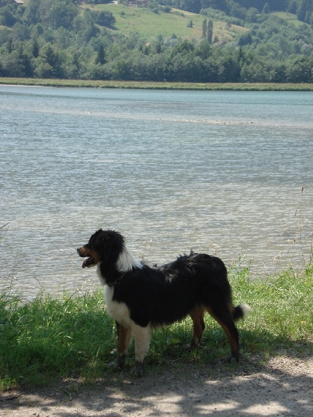 Publication : des Cavaliers de Canine Country