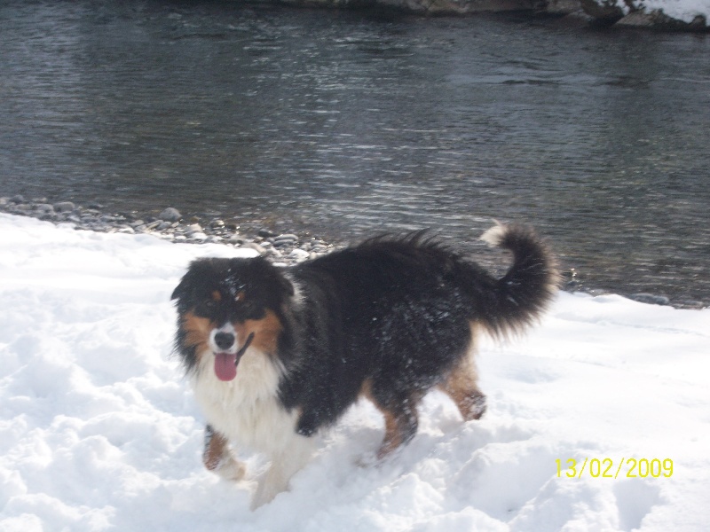 Publication : des Cavaliers de Canine Country