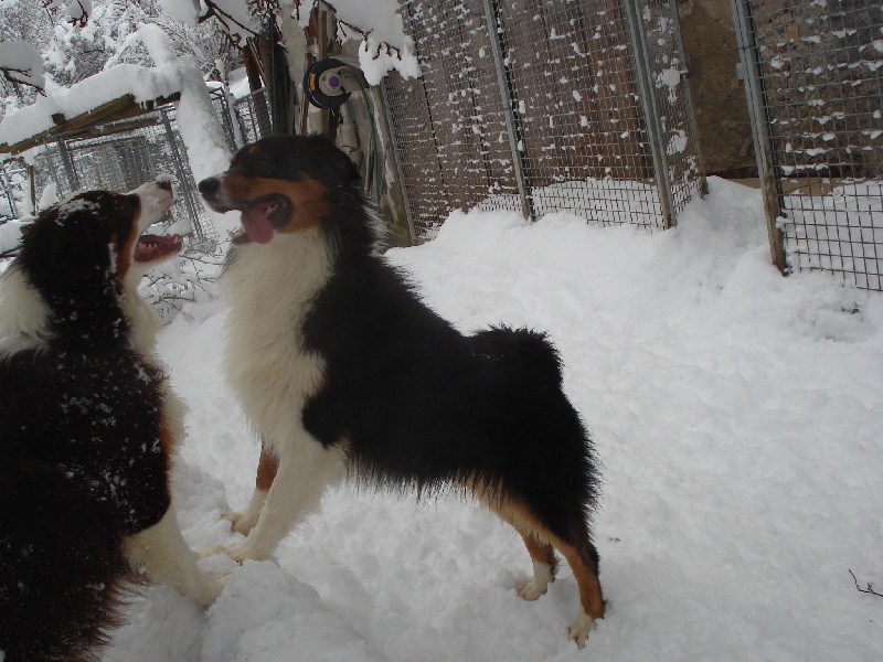 Publication : des Cavaliers de Canine Country