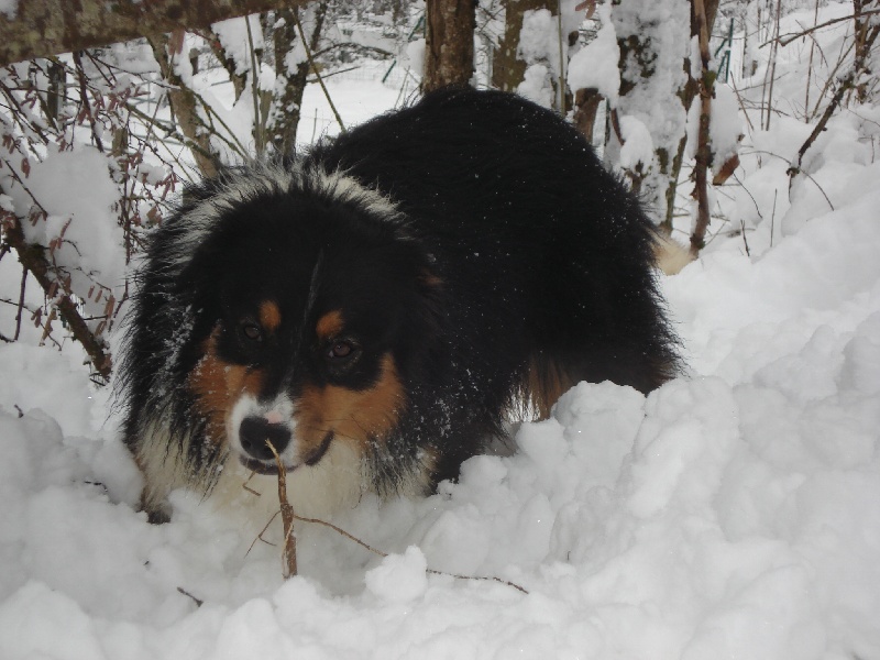 Publication : des Cavaliers de Canine Country