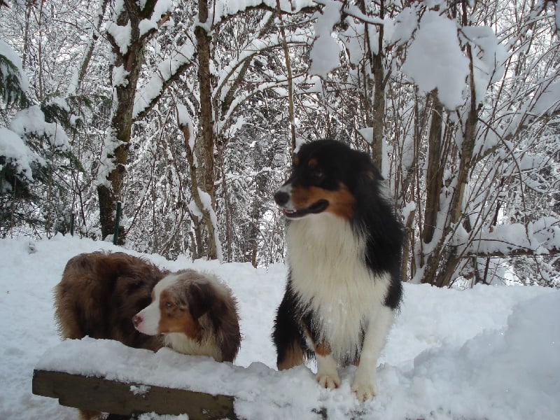 Publication : des Cavaliers de Canine Country
