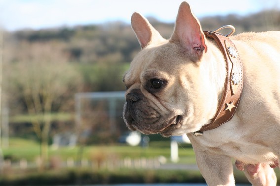 Publication : De l'echo du dogue