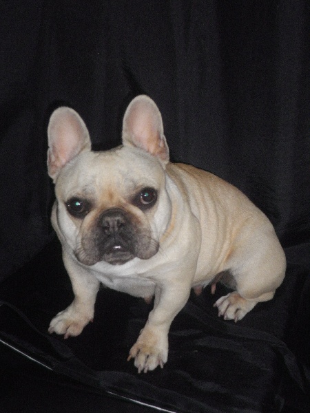 Publication : De l'echo du dogue