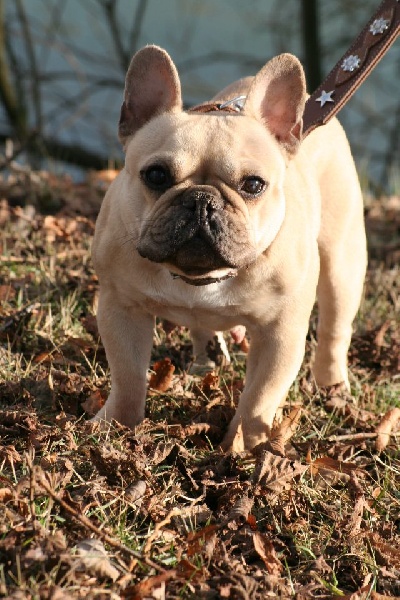 Publication : De l'echo du dogue