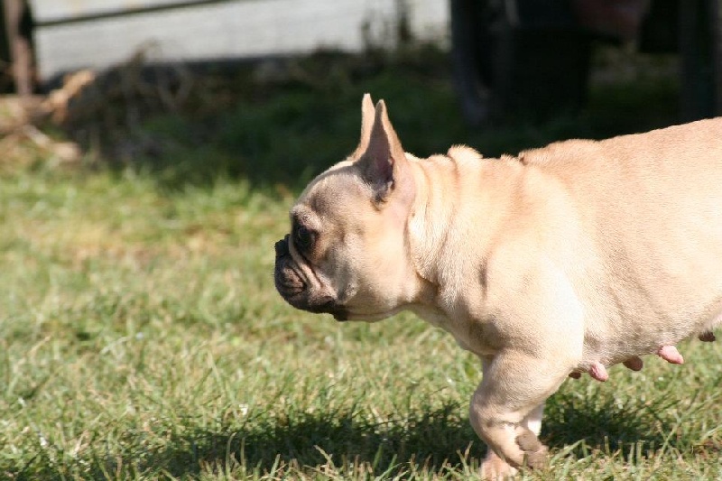 Publication : De l'echo du dogue