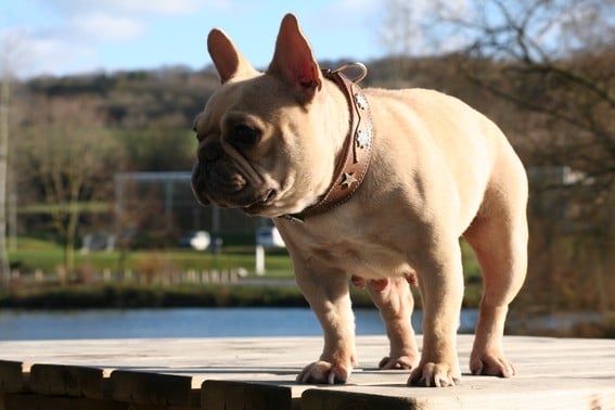 Publication : De l'echo du dogue