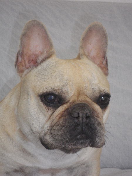 Publication : De l'echo du dogue