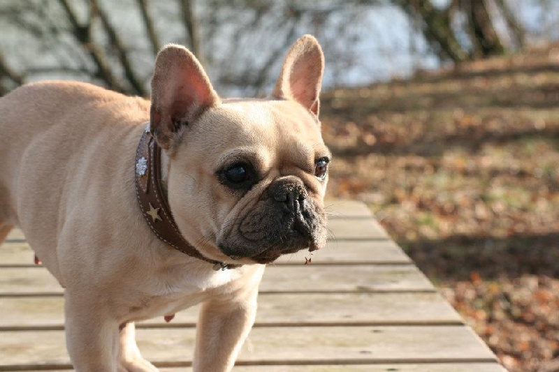 Publication : De l'echo du dogue