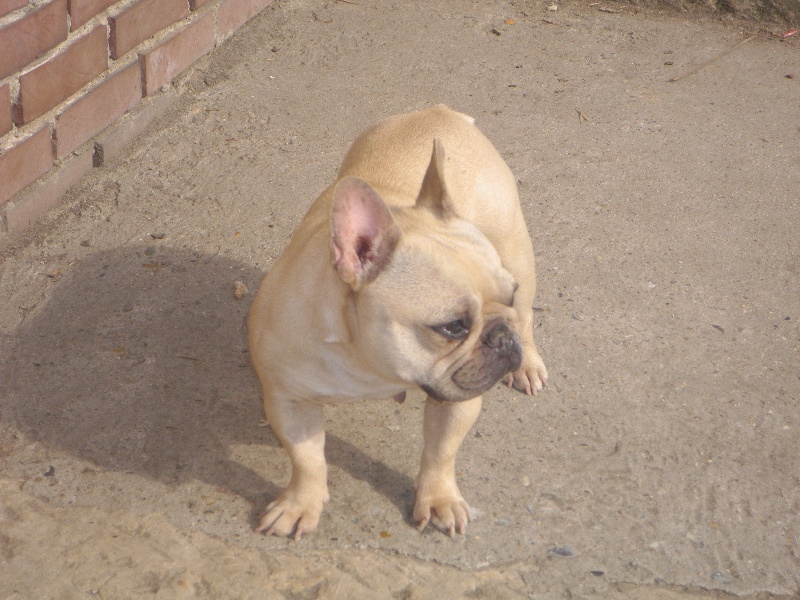 Publication : De l'echo du dogue