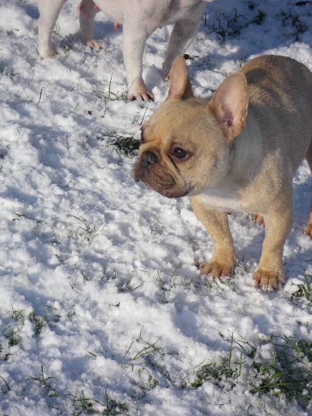 Publication : De l'echo du dogue