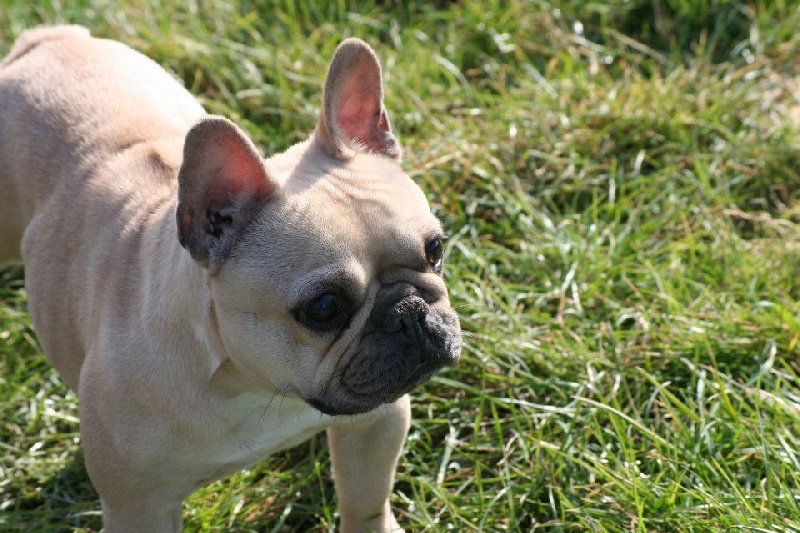 Publication : De l'echo du dogue