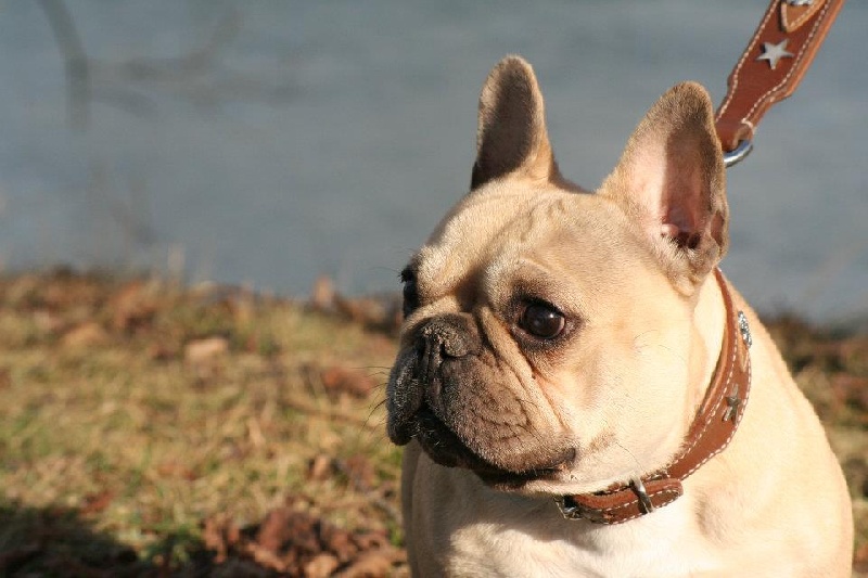 Publication : De l'echo du dogue