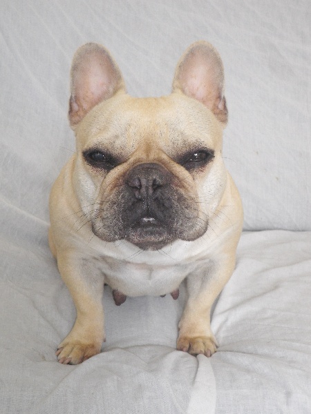 Publication : De l'echo du dogue