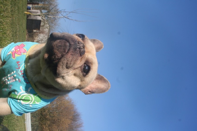 Publication : De l'echo du dogue