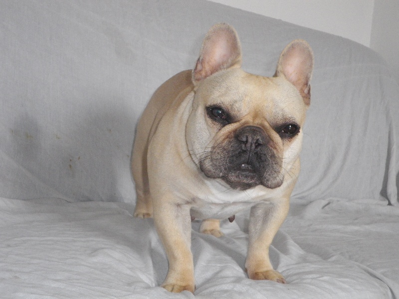 Publication : De l'echo du dogue