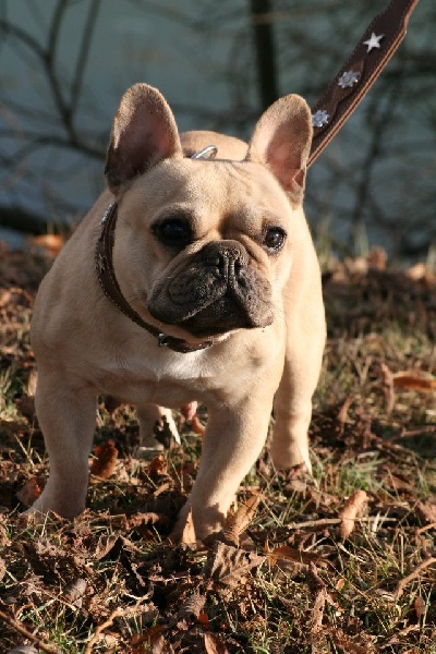 Publication : De l'echo du dogue