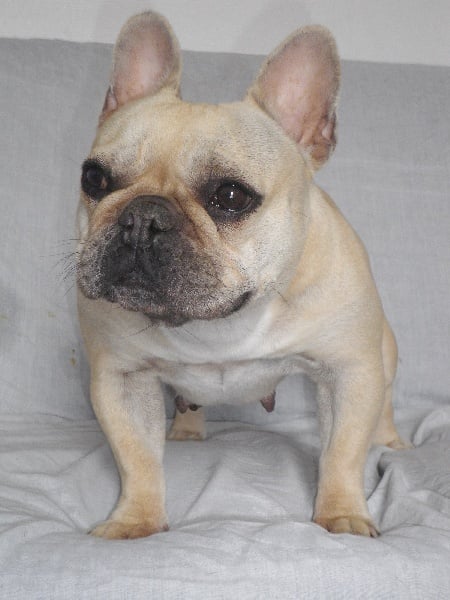 Publication : De l'echo du dogue