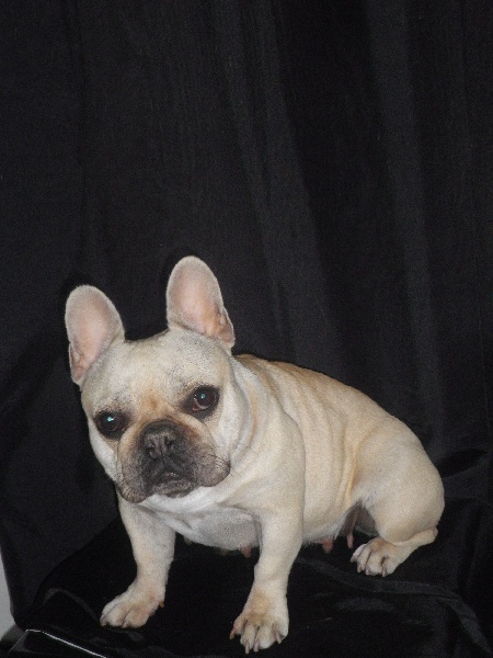 Publication : De l'echo du dogue