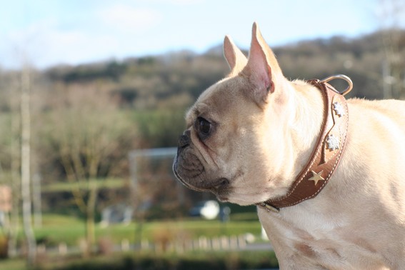 Publication : De l'echo du dogue