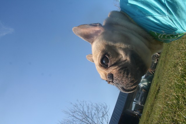 Publication : De l'echo du dogue