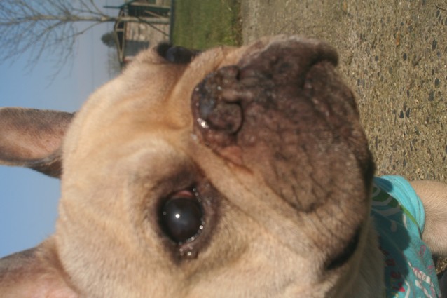 Publication : De l'echo du dogue