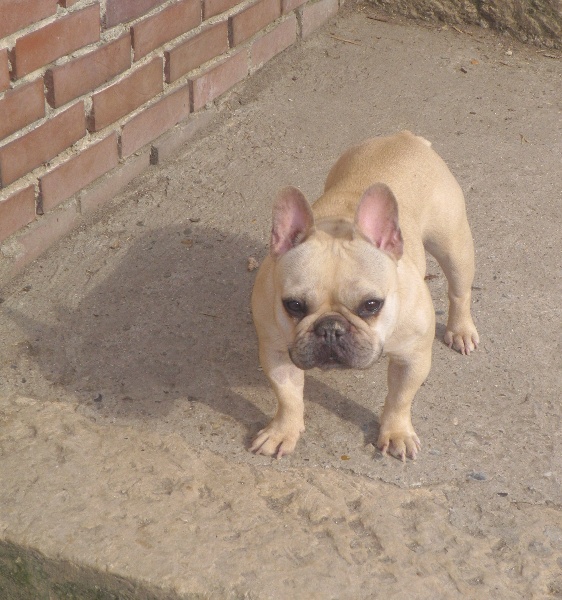 Publication : De l'echo du dogue