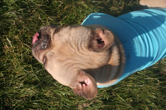 Publication : De l'echo du dogue