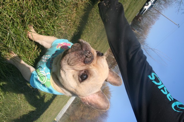 Publication : De l'echo du dogue