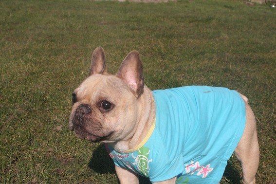 Publication : De l'echo du dogue