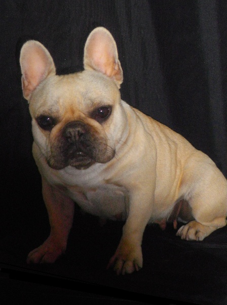 Publication : De l'echo du dogue