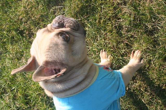 Publication : De l'echo du dogue