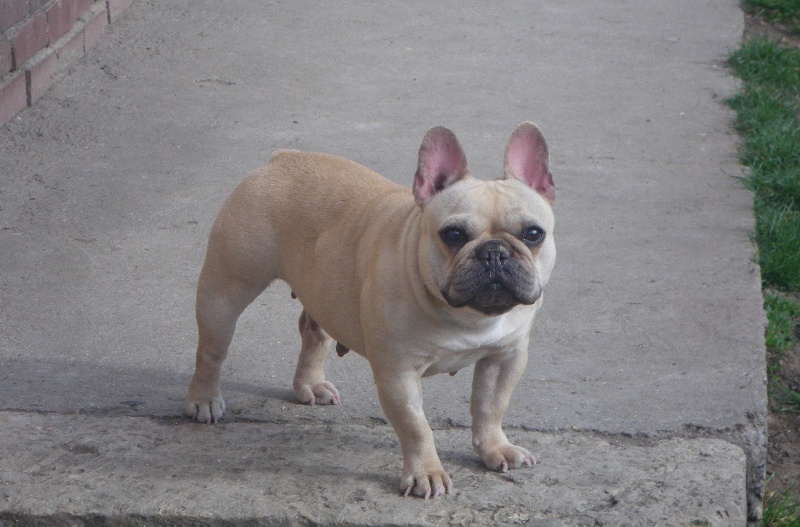 Publication : De l'echo du dogue