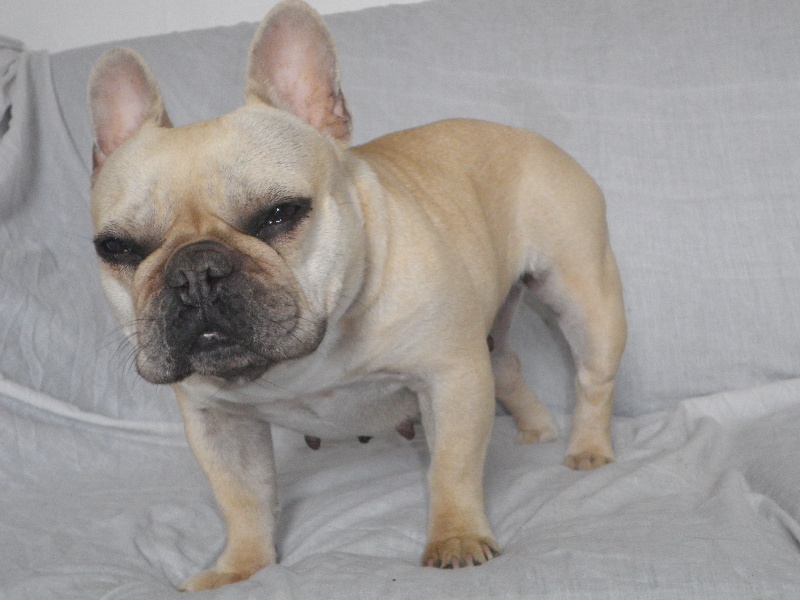 Publication : De l'echo du dogue