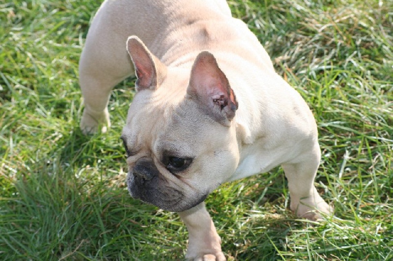 Publication : De l'echo du dogue