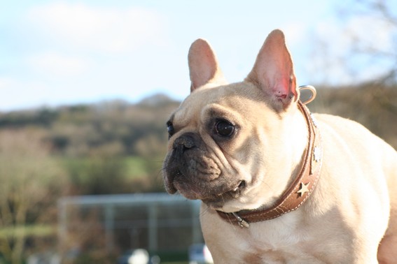 Publication : De l'echo du dogue