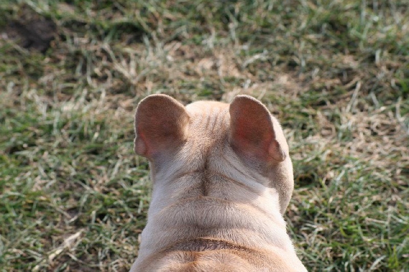 Publication : De l'echo du dogue