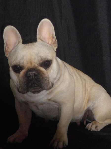 Publication : De l'echo du dogue