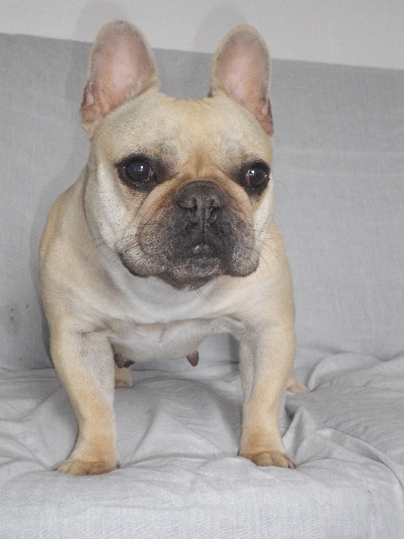 Publication : De l'echo du dogue