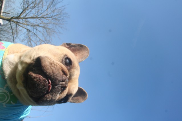 Publication : De l'echo du dogue