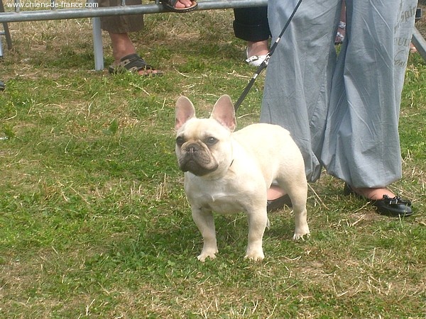 Chouquette du Clos des Truffes Noires - TRES PROMETTEUR en Puppy