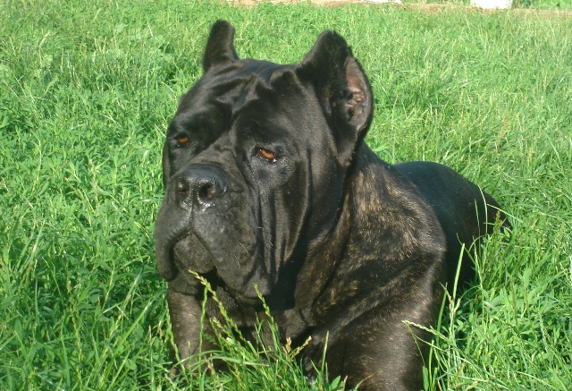 Publication : Degli elmi