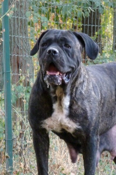 Publication : Degli elmi