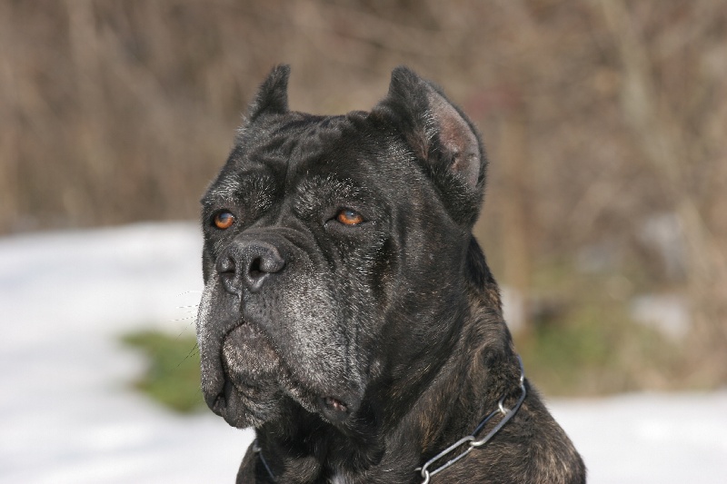 Bufera (Sans Affixe)