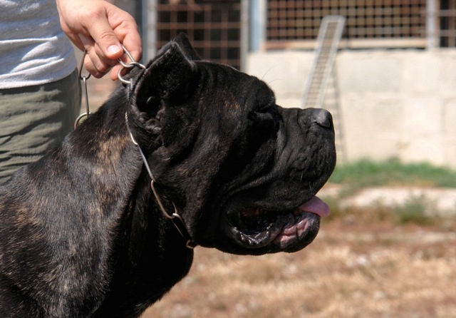 Publication : Degli elmi