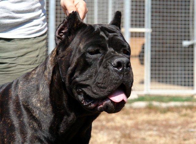 Publication : Degli elmi