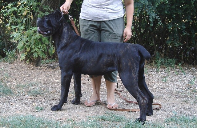 Publication : Degli elmi