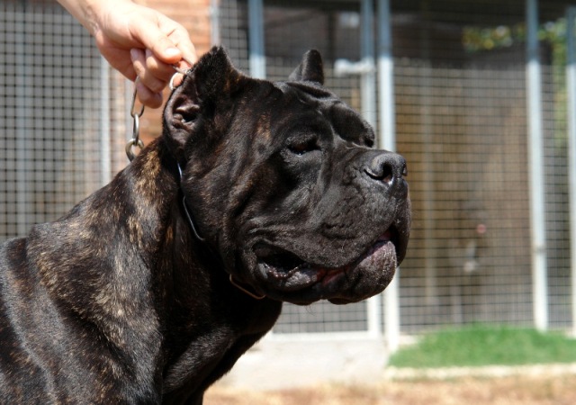 Publication : Degli elmi